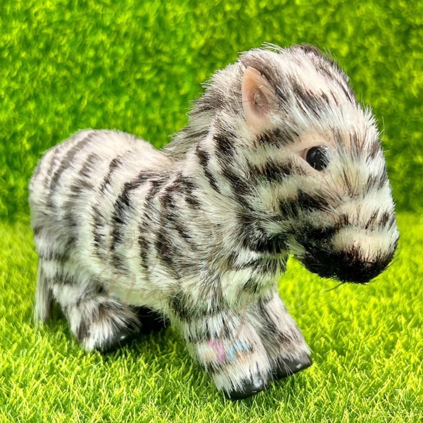 Savanna The Zebra Foal