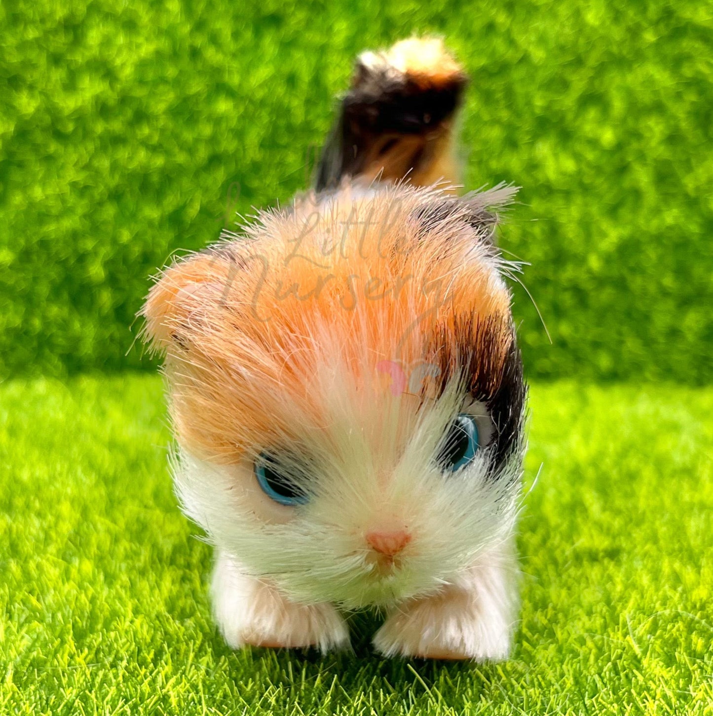 Autumn The Calico Kitten