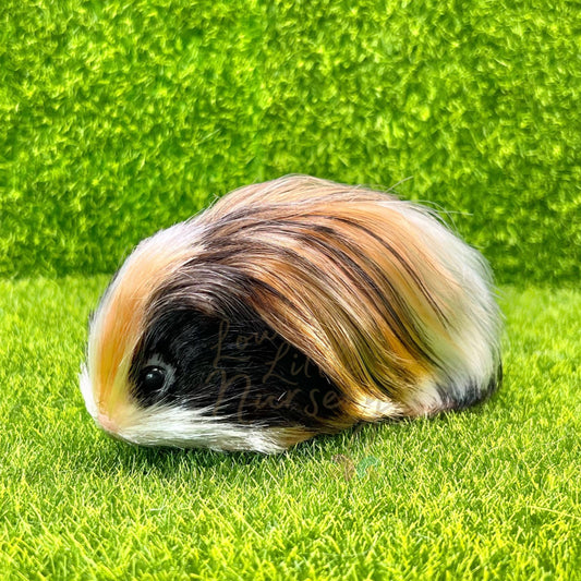 Tortoiseshell Abyssinian Guinea Pig
