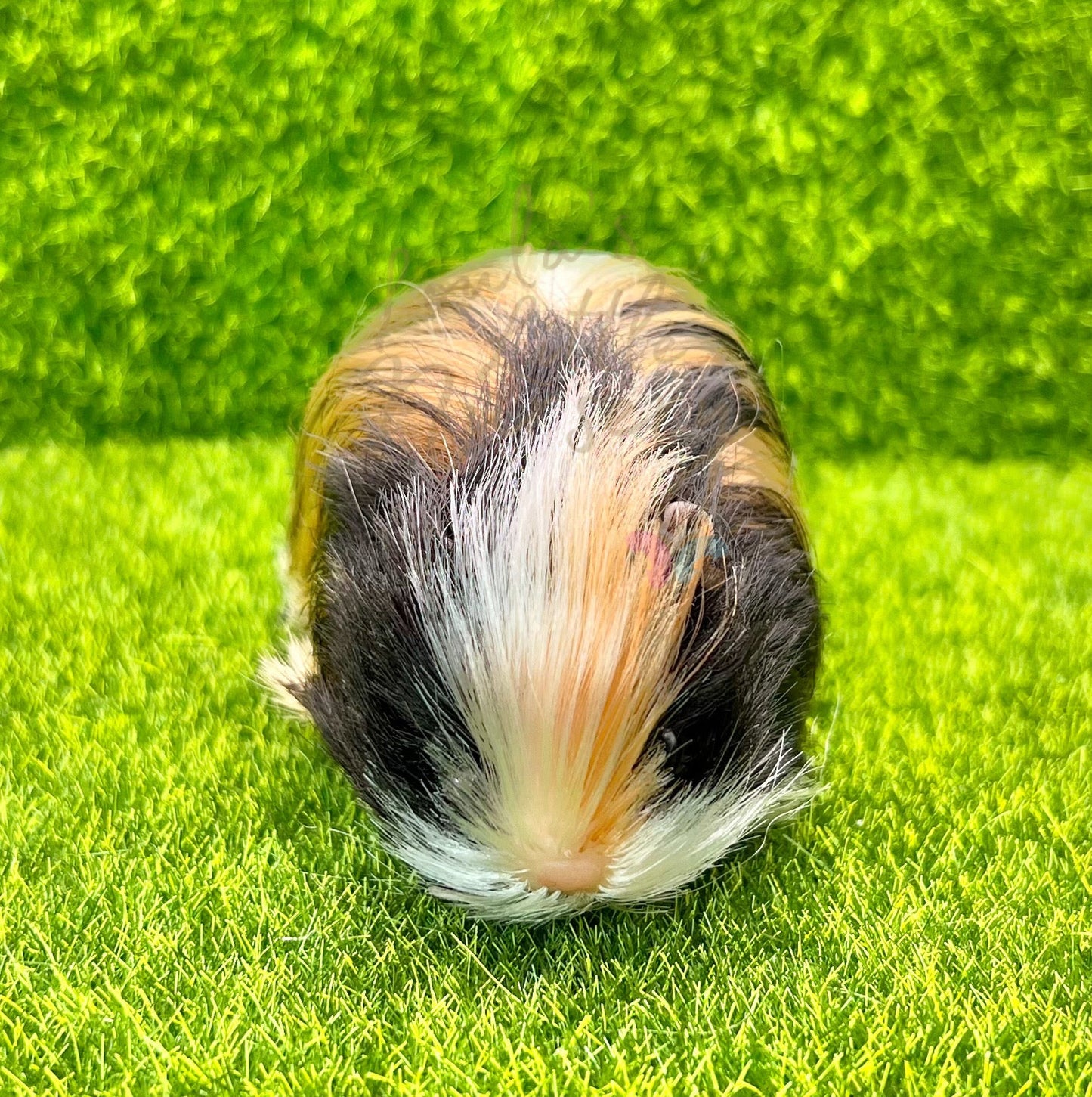 Tortoiseshell Abyssinian Guinea Pig