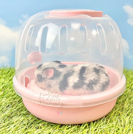 Piggy Nose Cage