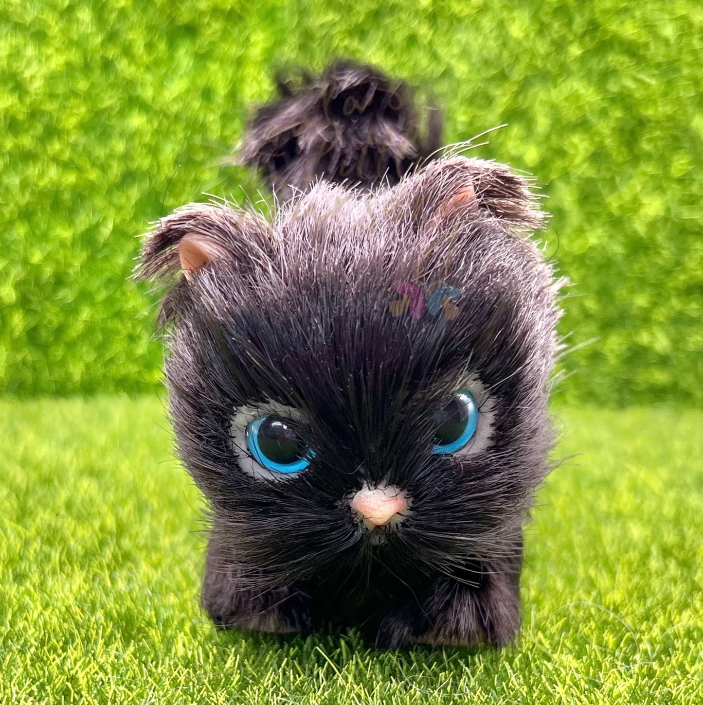 Midnight The Bombay Kitten