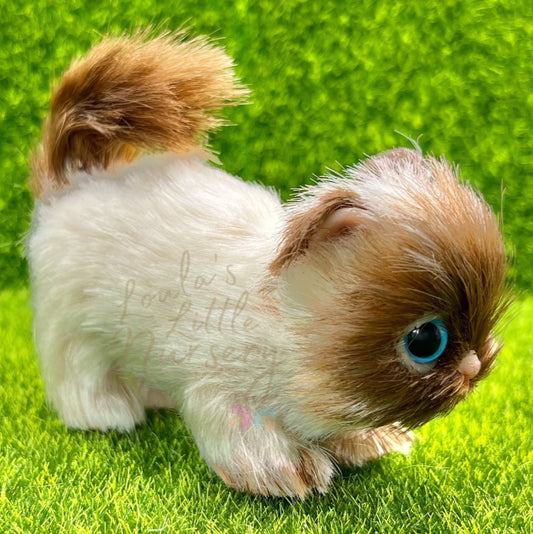 Peanut The Ragdoll Kitten