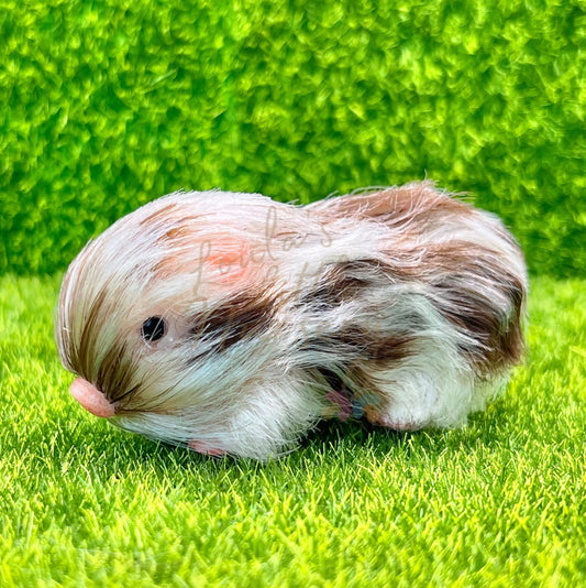 Baby Mocha Piglet In Egg - Teeny Weenie Babies Collection®️