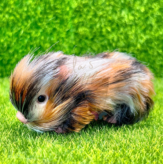 Baby Fireball Piglet - Teeny Weenie Babies Collection®