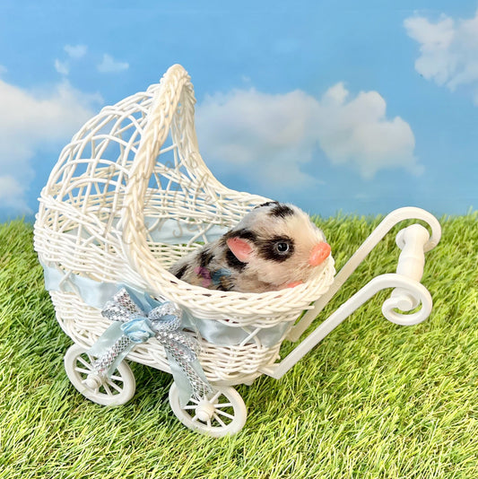 Cute Display Pram