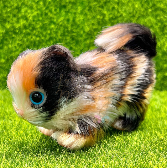 Marble The Tortoiseshell Kitten