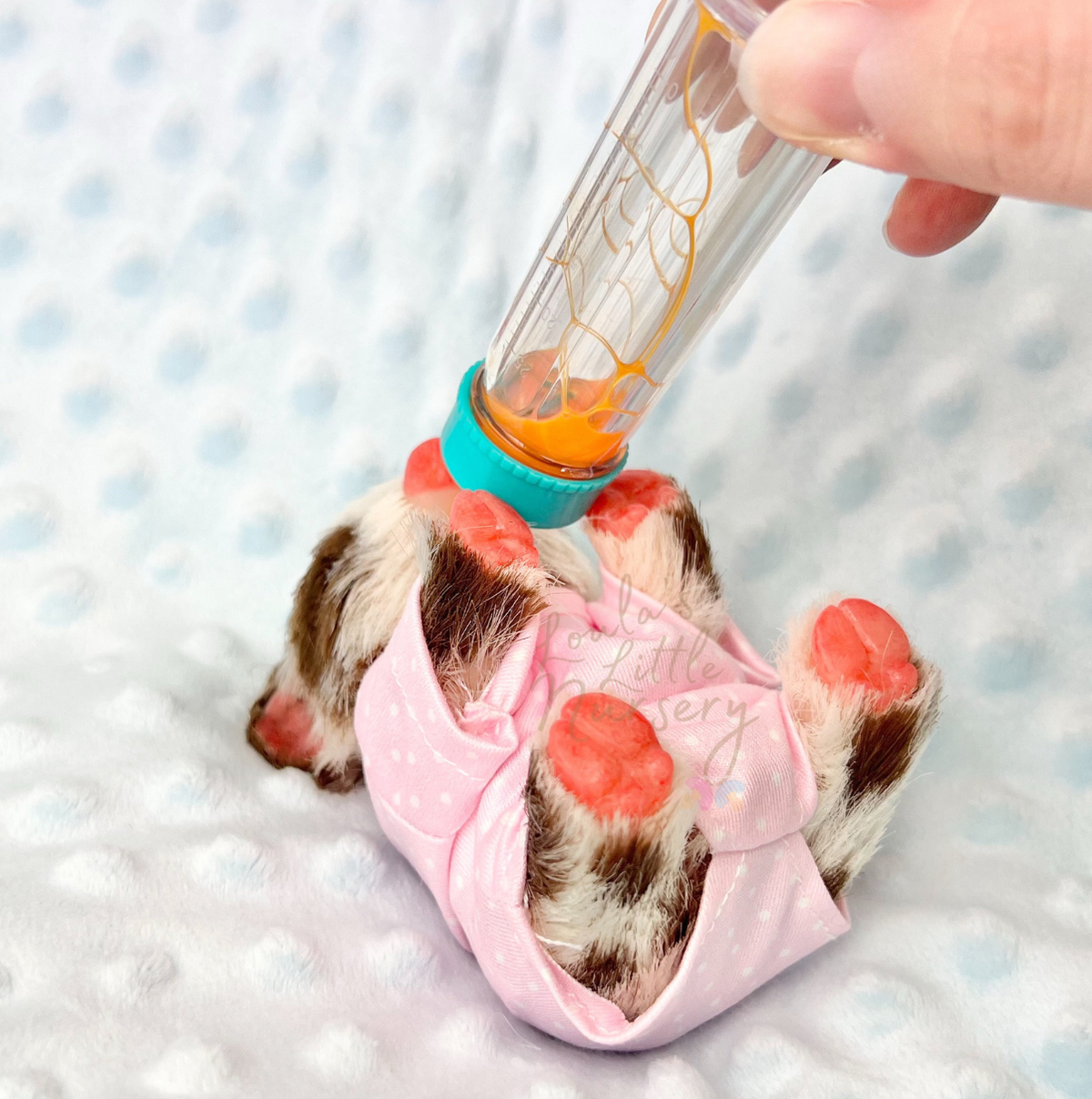Muffin The KuneKune Piglet - Miniature Reborn Silicone Piglets