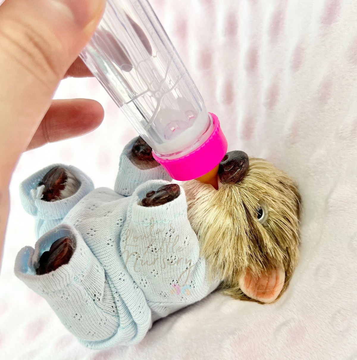 Chip The Juliana American Piglet - Miniature Reborn Silicone Piglets