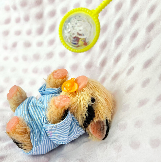 Pumpkin The Oxford Sandy Piglet - Miniature Reborn Silicone Piglets