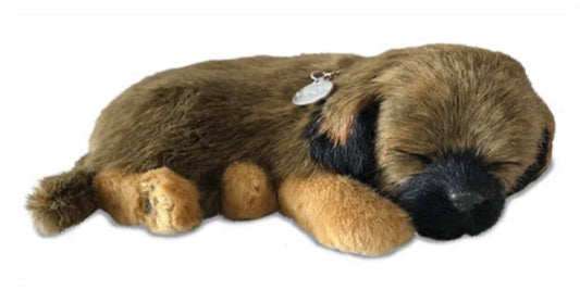 Border Terrier - Precious Petzzz