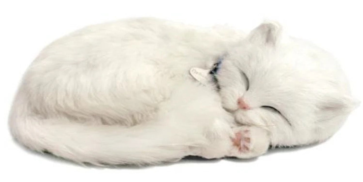 White Shorthair - Precious Petzzz