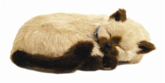 Siamese - Precious Petzzz