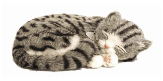 Grey Tabby - Precious Petzzz