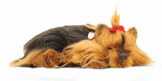 Yorkshire Terrier - Precious Petzzz