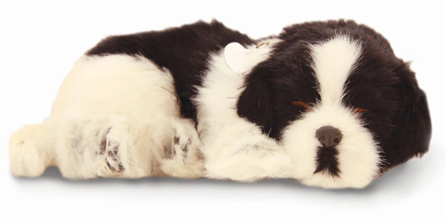 Border Collie - Precious Petzzz