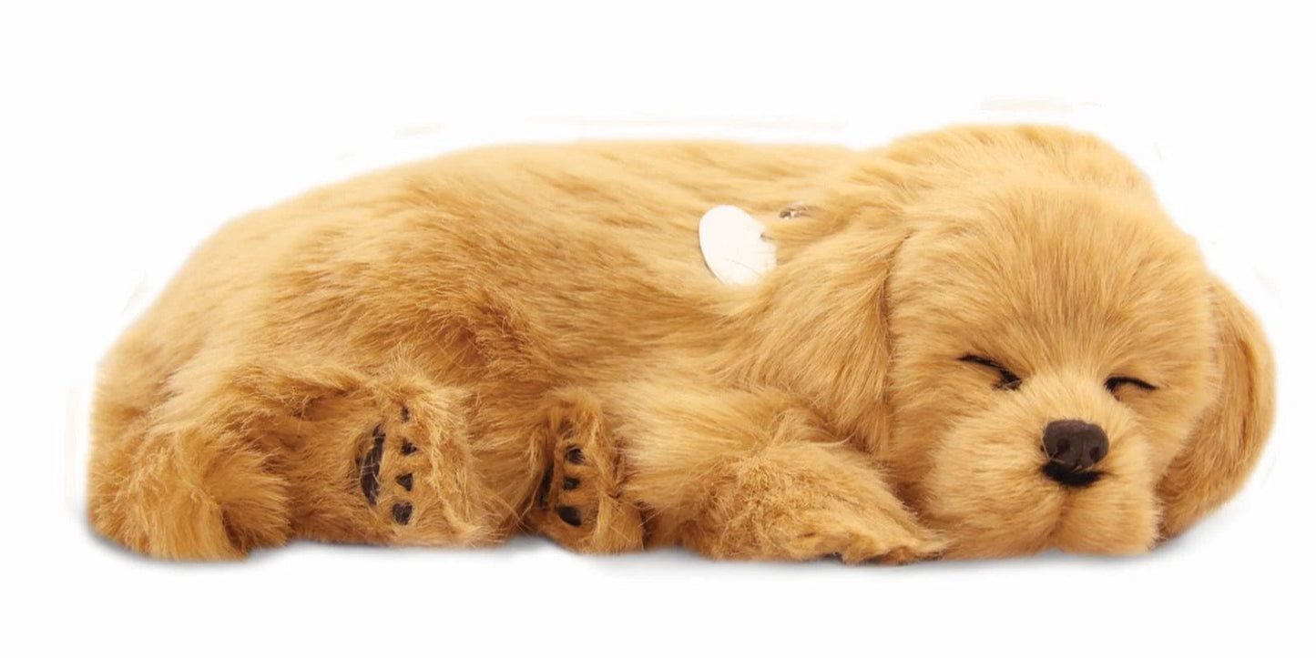 Golden Retriever - Precious Petzzz