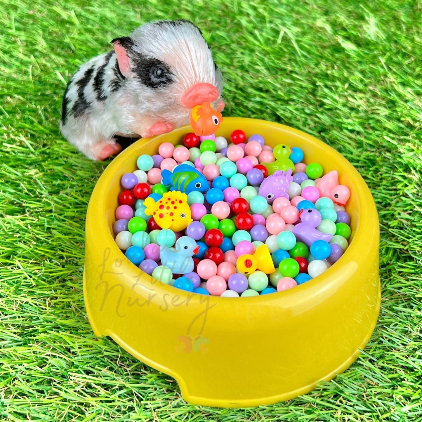 Ball Pit Set - Loula’s Little Nursery