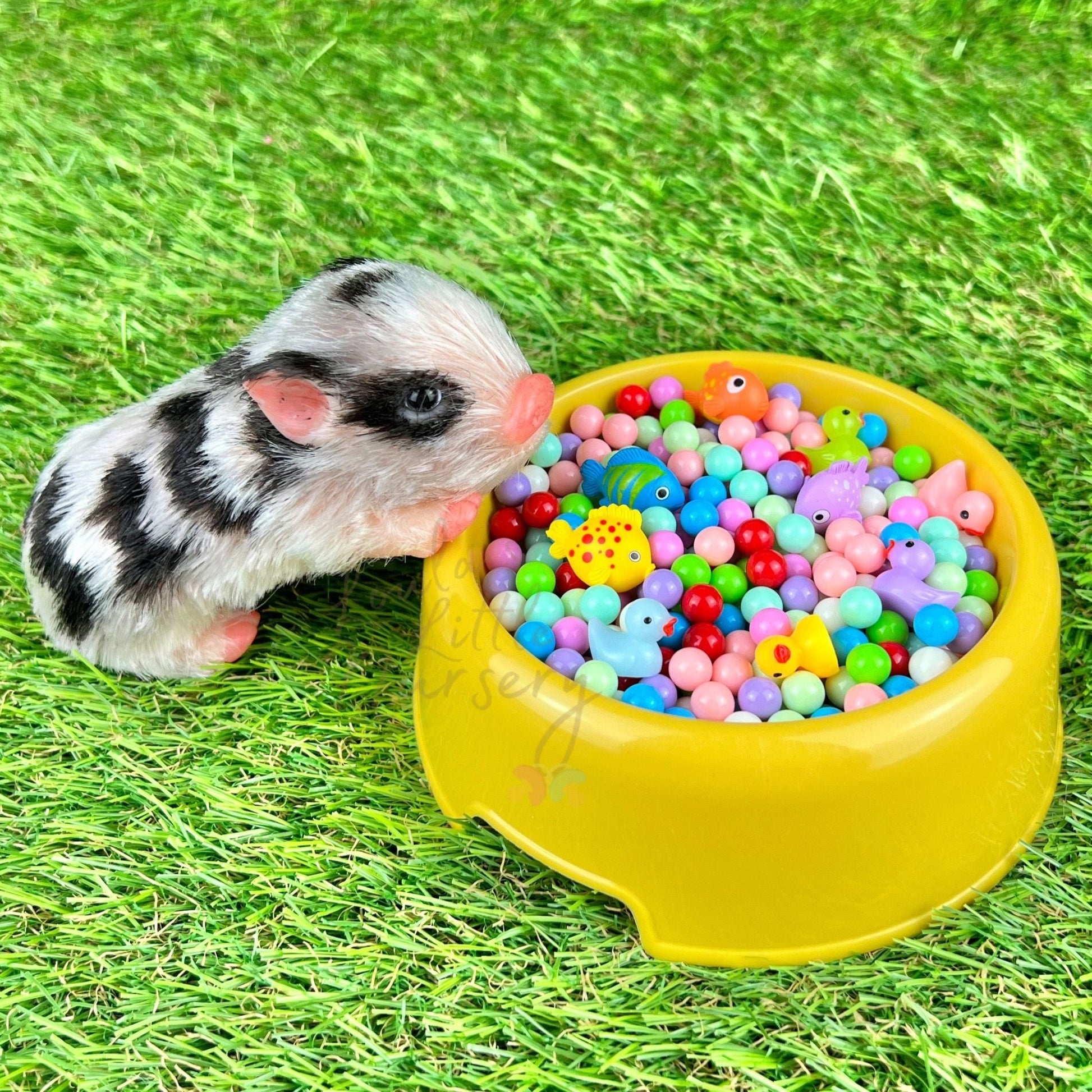 Ball Pit Set - Loula’s Little Nursery