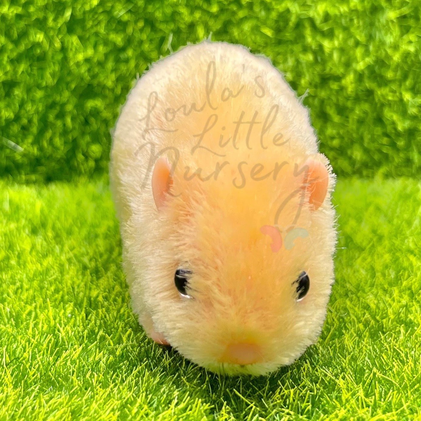 Blonde Syrian Hamster - Loula’s Little Nursery