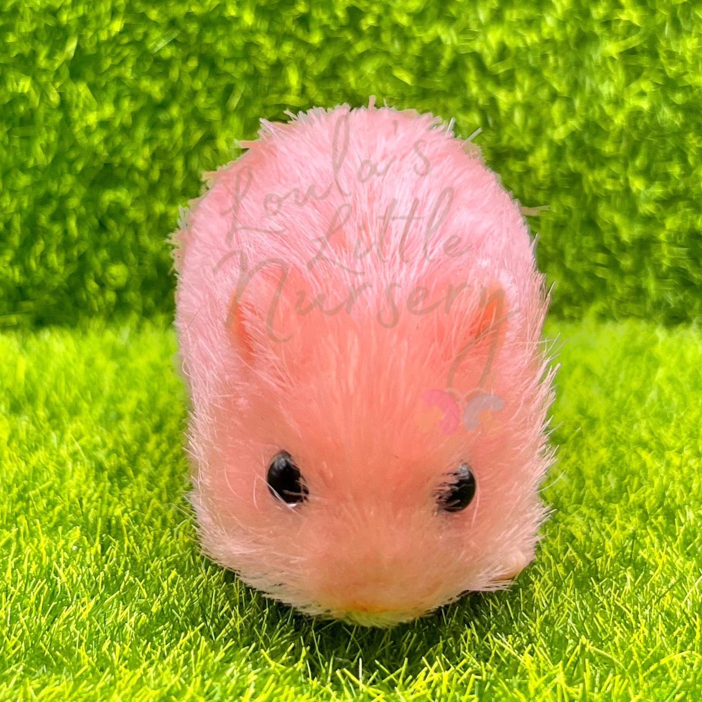 Blossom Syrian Hamster - Loula’s Little Nursery