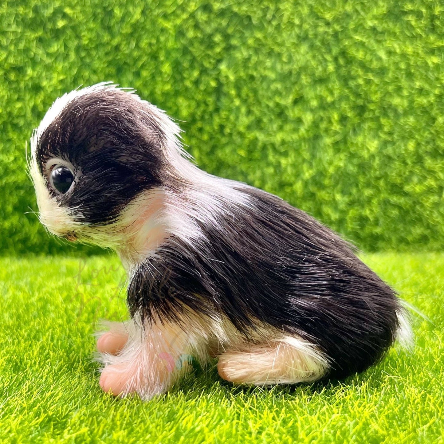 Corey The Border Collie Puppy - Loula’s Little Nursery