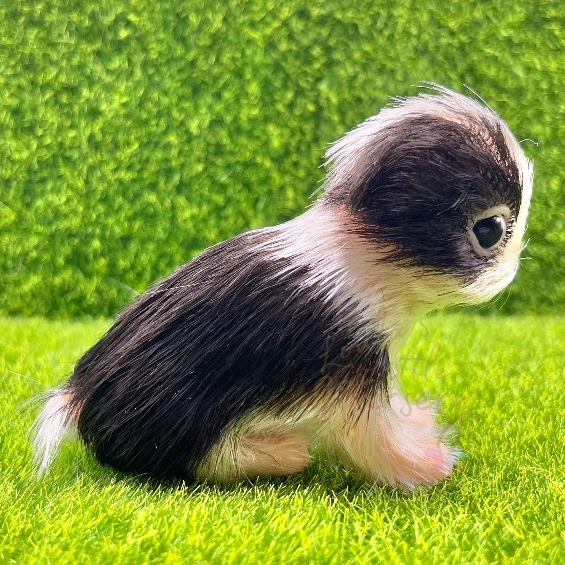 Corey The Border Collie Puppy - Loula’s Little Nursery