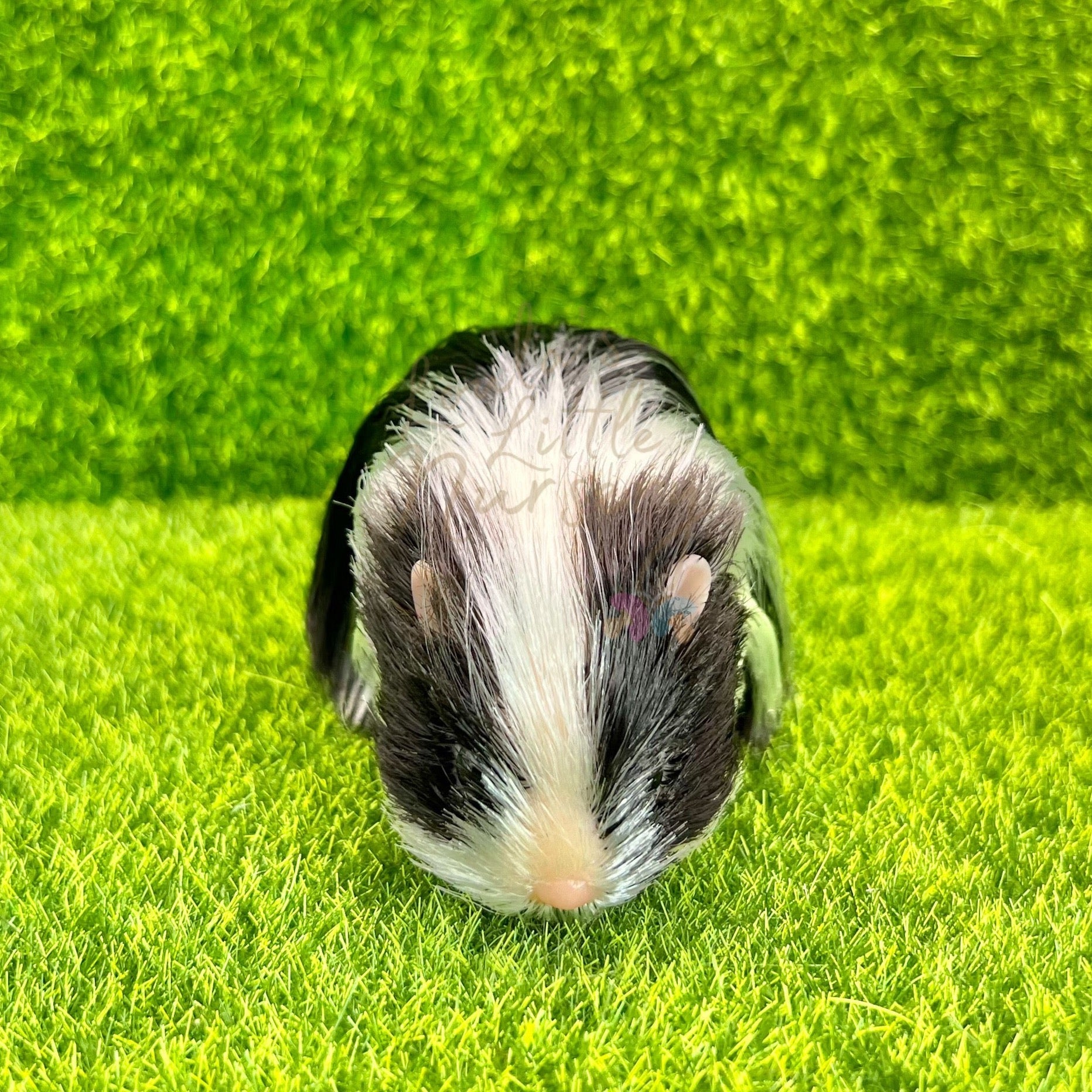 Exclusive Black & White Silkie Guinea Pig - Loula’s Little Nursery