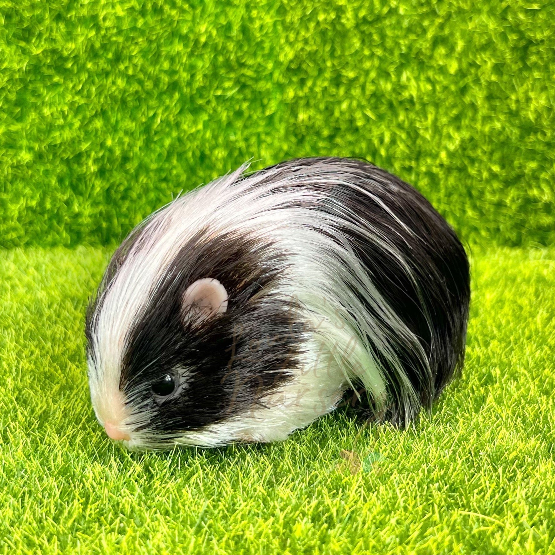 Exclusive Black & White Silkie Guinea Pig - Loula’s Little Nursery