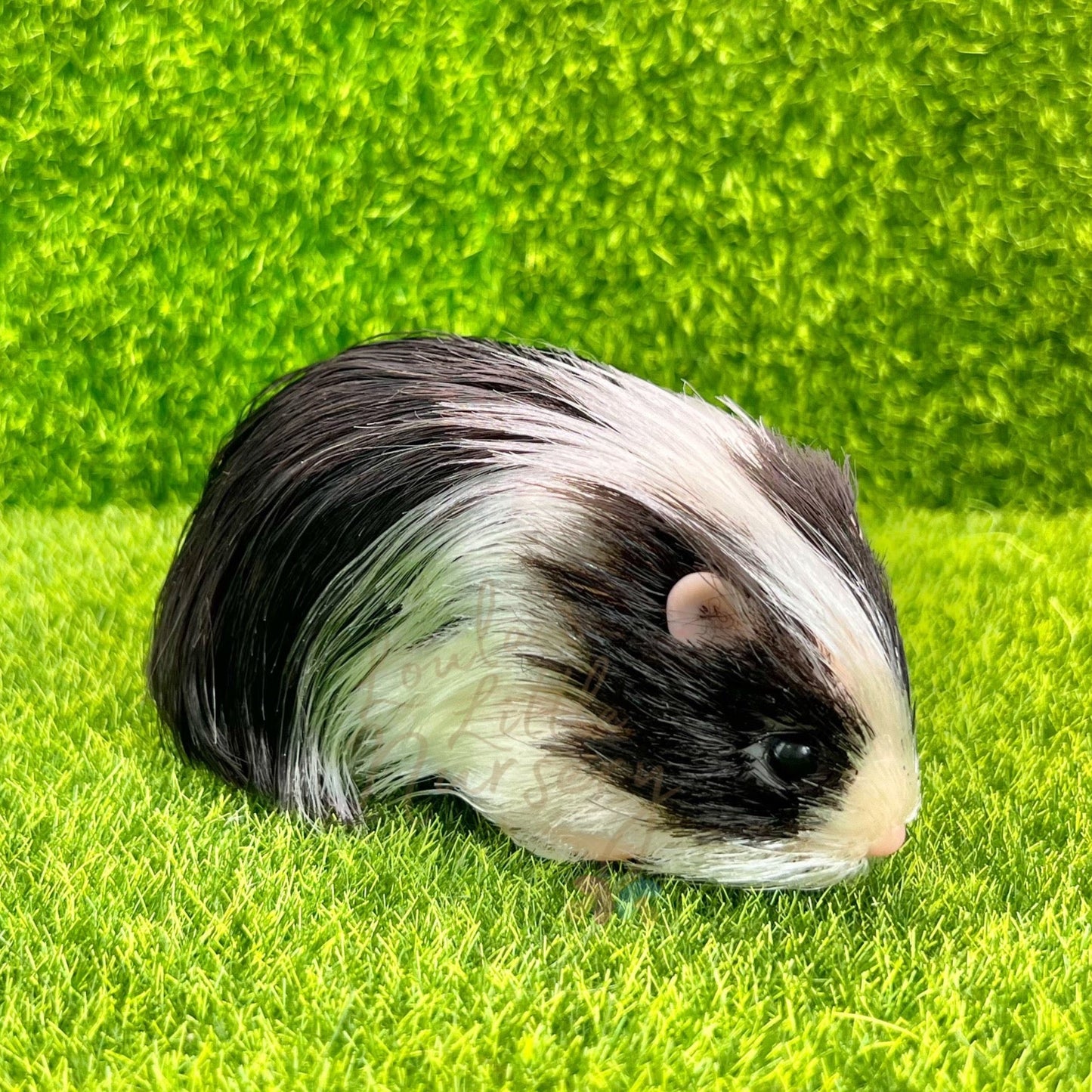 Exclusive Black & White Silkie Guinea Pig - Loula’s Little Nursery