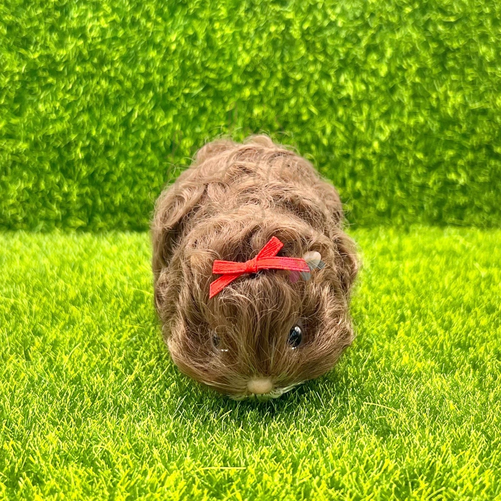 Exclusive Chocolate Brown Texel Guinea Pig - Loula’s Little Nursery