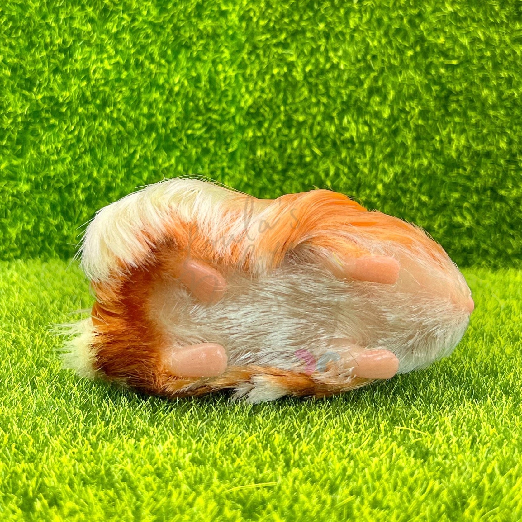 Exclusive Ginger & White Silkie Guinea Pig - Loula’s Little Nursery