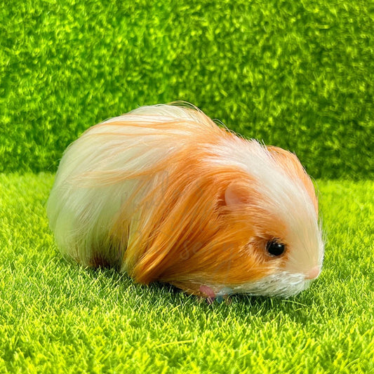 Exclusive Ginger & White Silkie Guinea Pig - Loula’s Little Nursery