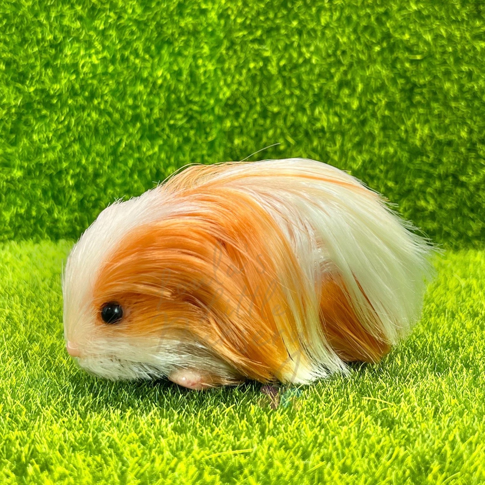 Exclusive Ginger & White Silkie Guinea Pig - Loula’s Little Nursery