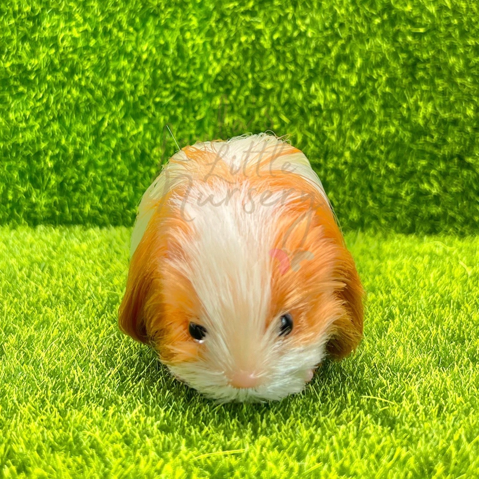 Exclusive Ginger & White Silkie Guinea Pig - Loula’s Little Nursery