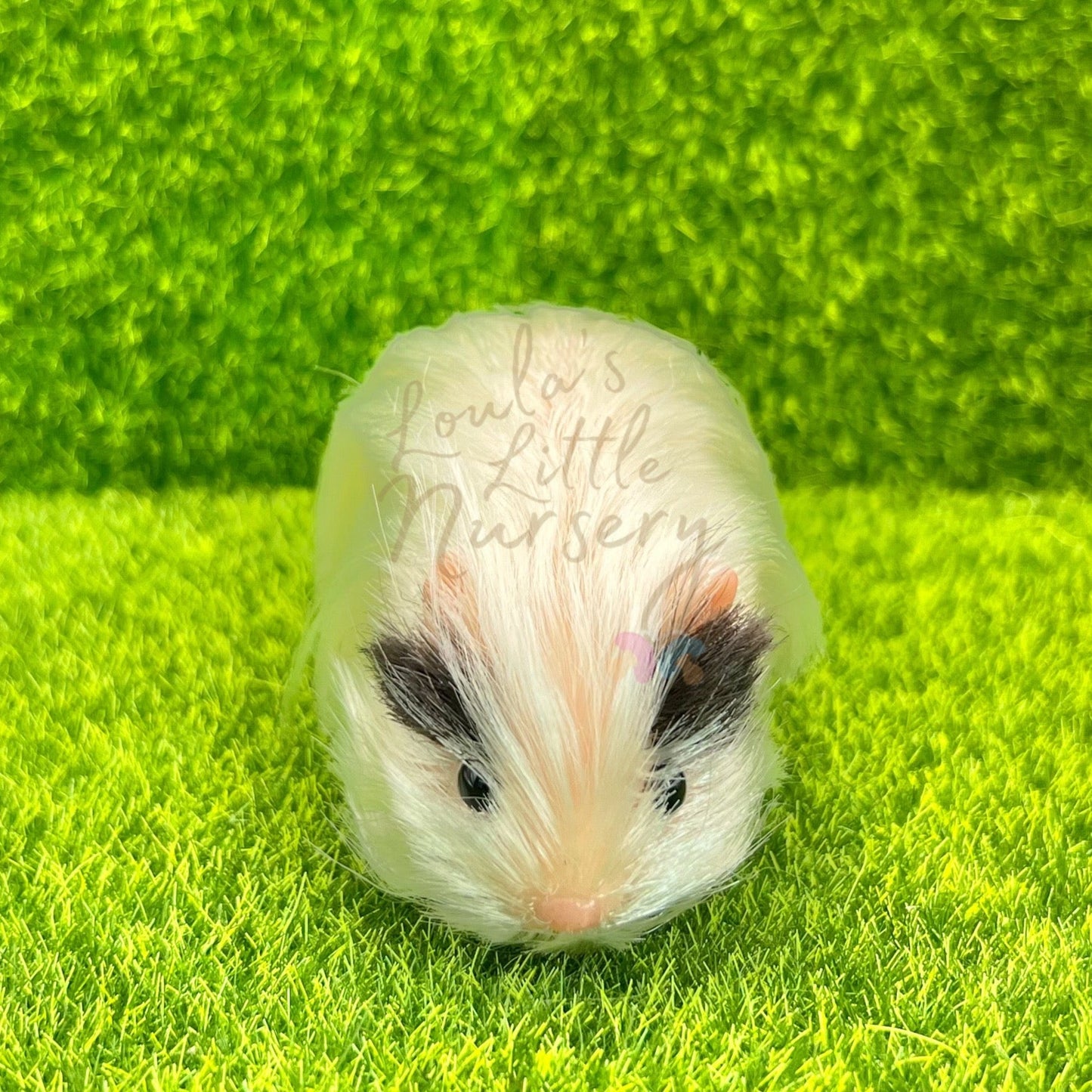 Exclusive Two Tone Peruvian Guinea Pig - Loula’s Little Nursery