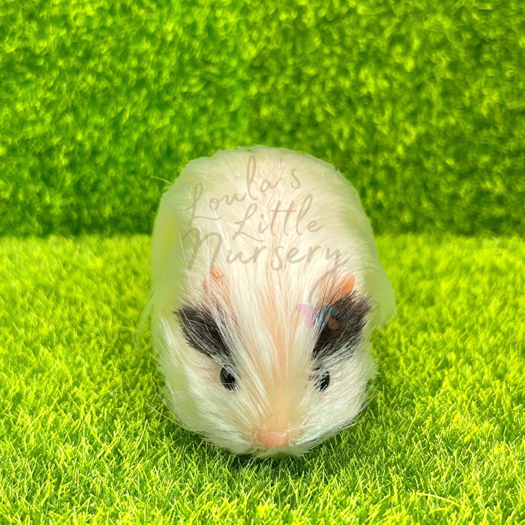 Exclusive Two Tone Peruvian Guinea Pig - Loula’s Little Nursery