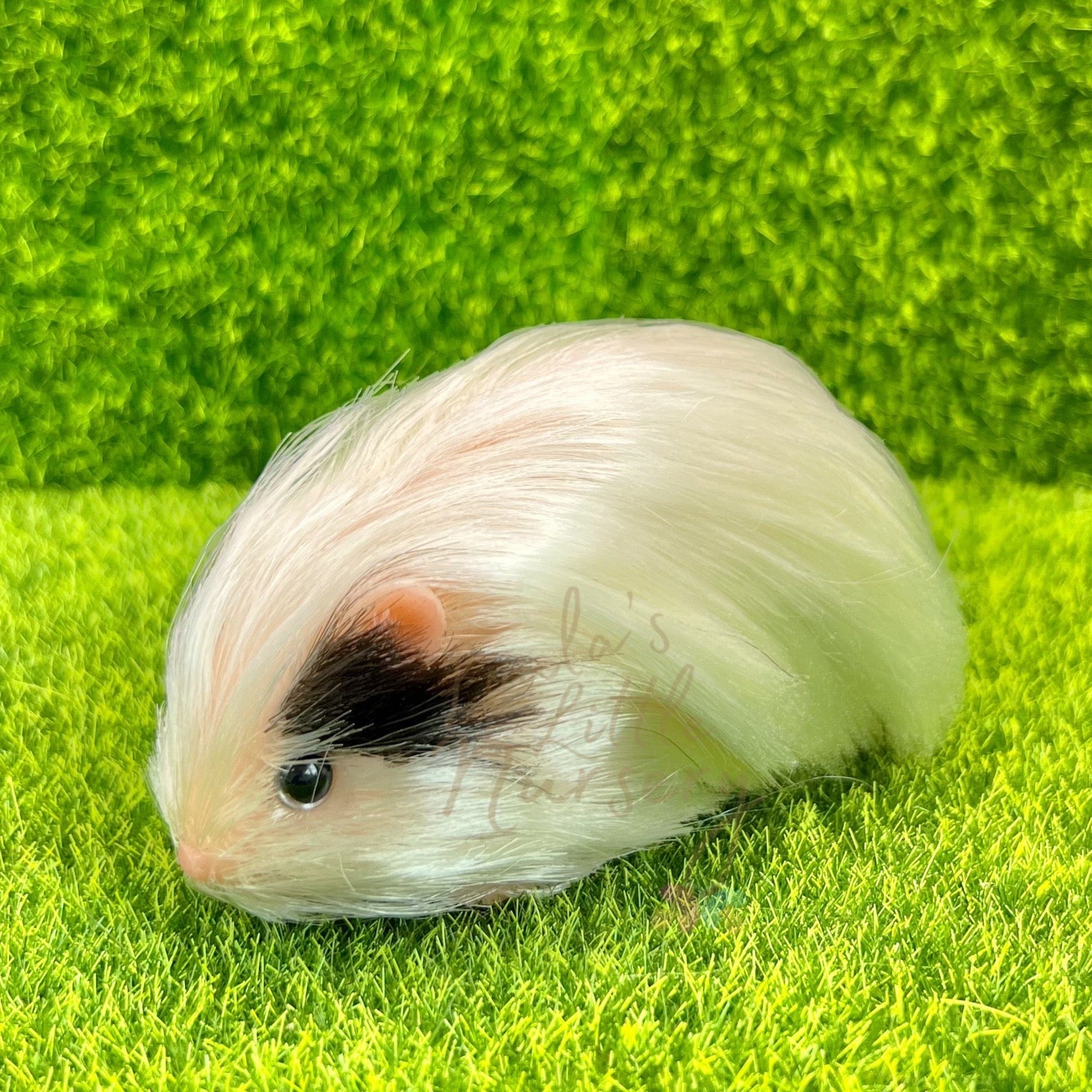 Fashion peruvian guinea pig baby