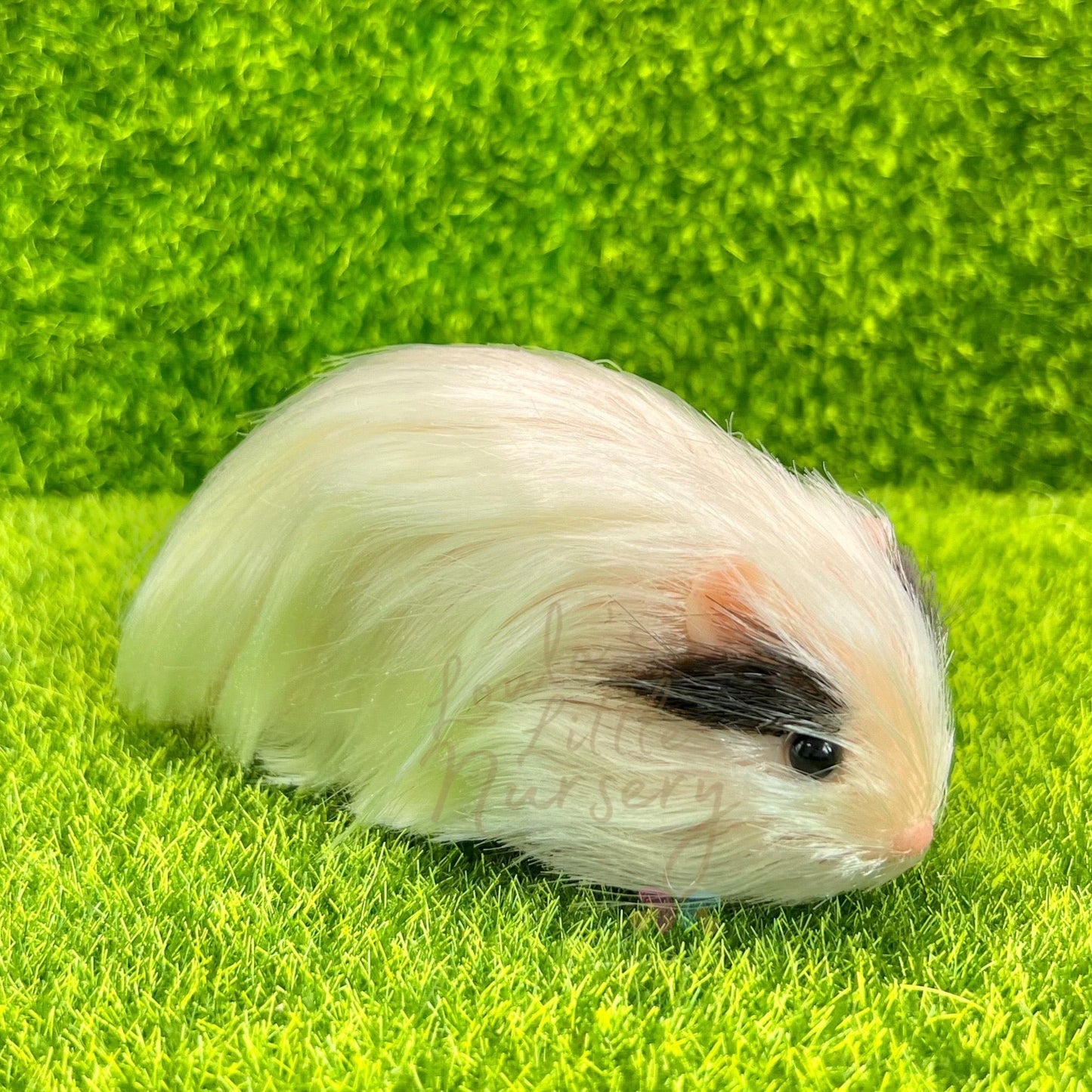 Exclusive Two Tone Peruvian Guinea Pig - Loula’s Little Nursery