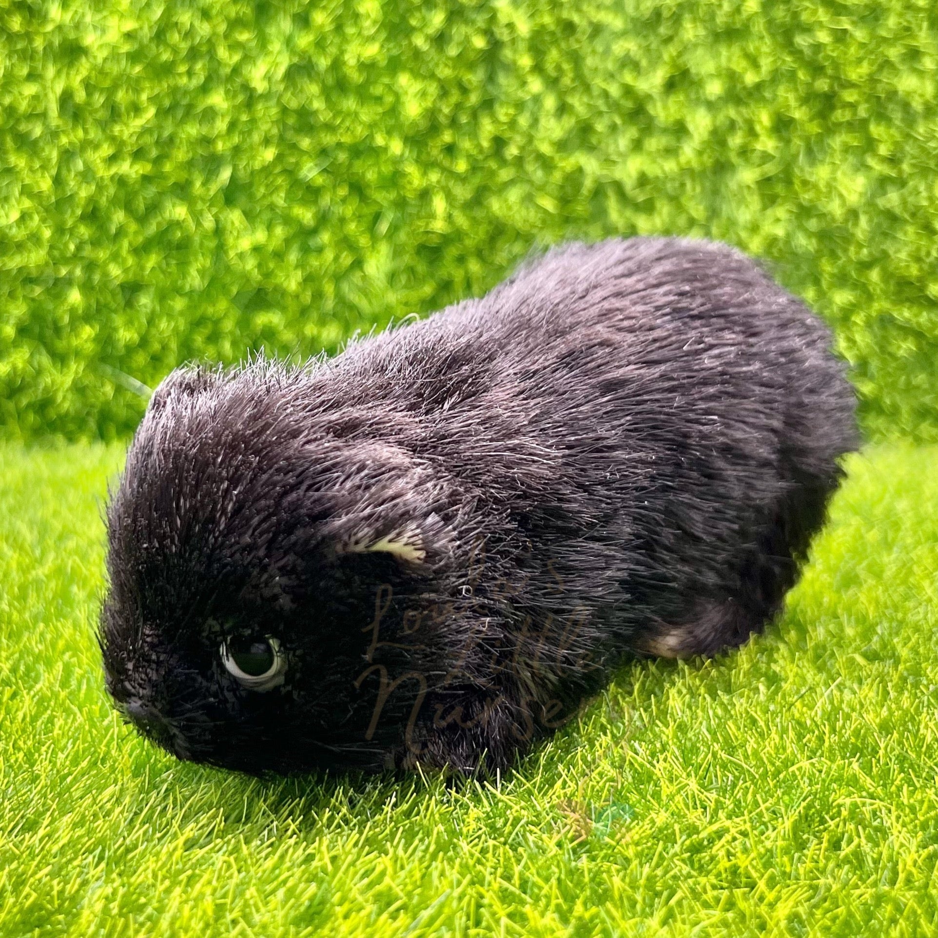 Onyx Bear Cub - Loula’s Little Nursery