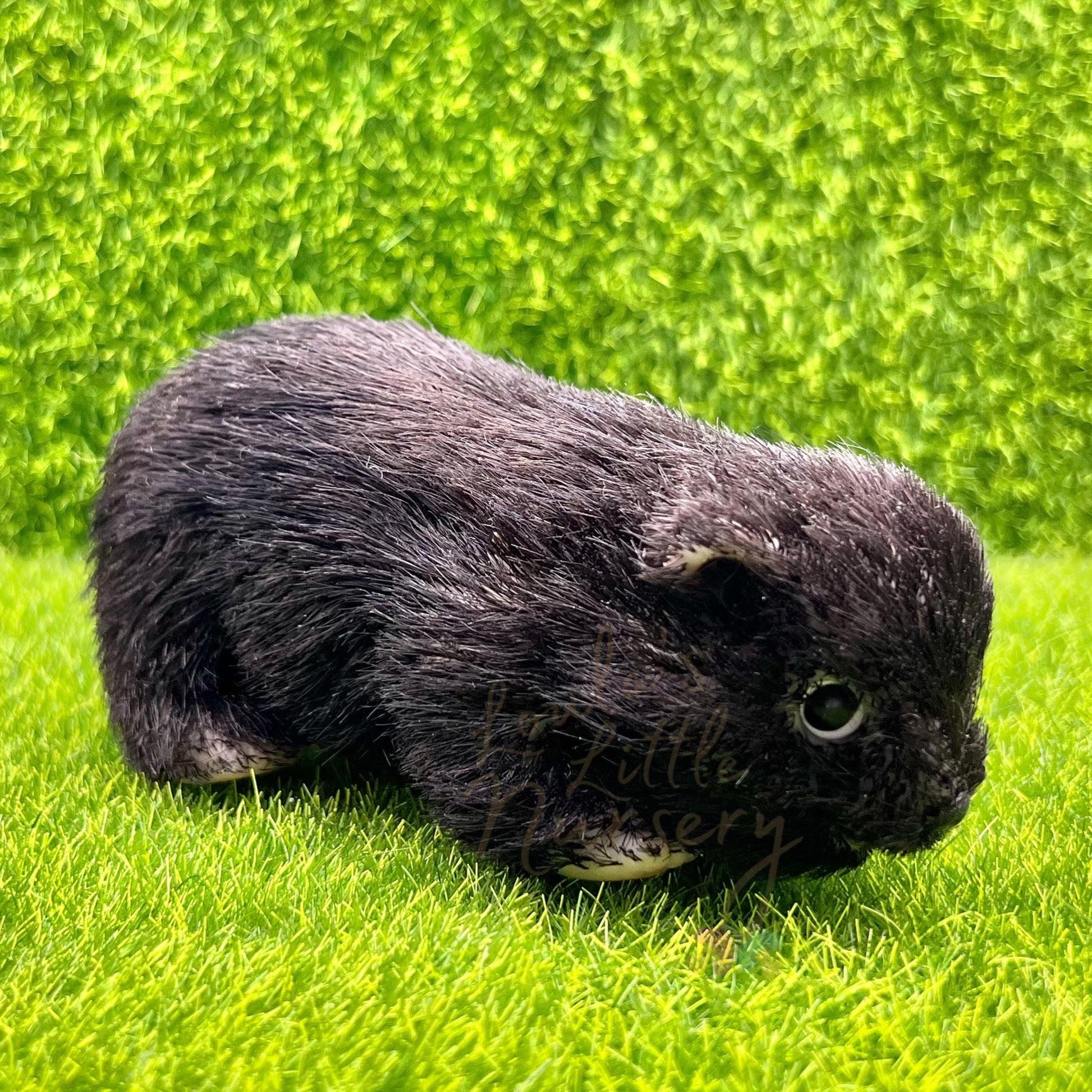 Onyx Bear Cub - Loula’s Little Nursery