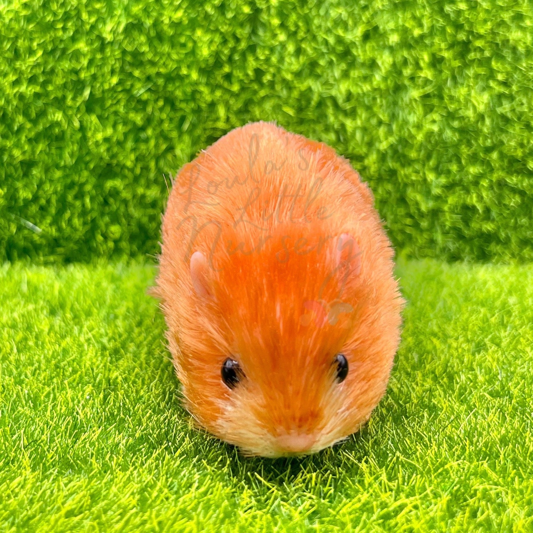 Exclusive Golden Syrian Hamster – Loula’s Little Nursery
